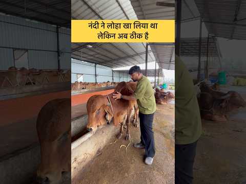 NANDI NE LOHA KHA LIYA THA